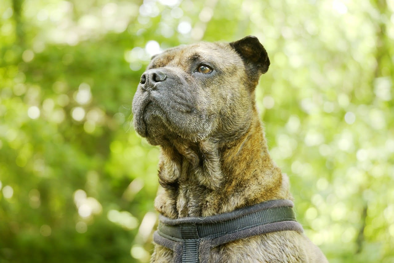 Qual è l'origine dello Shar Pei: la storia del cane cinese