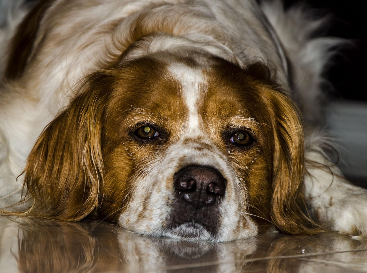Qual è l'origine del San Bernardo: la storia del cane alpino