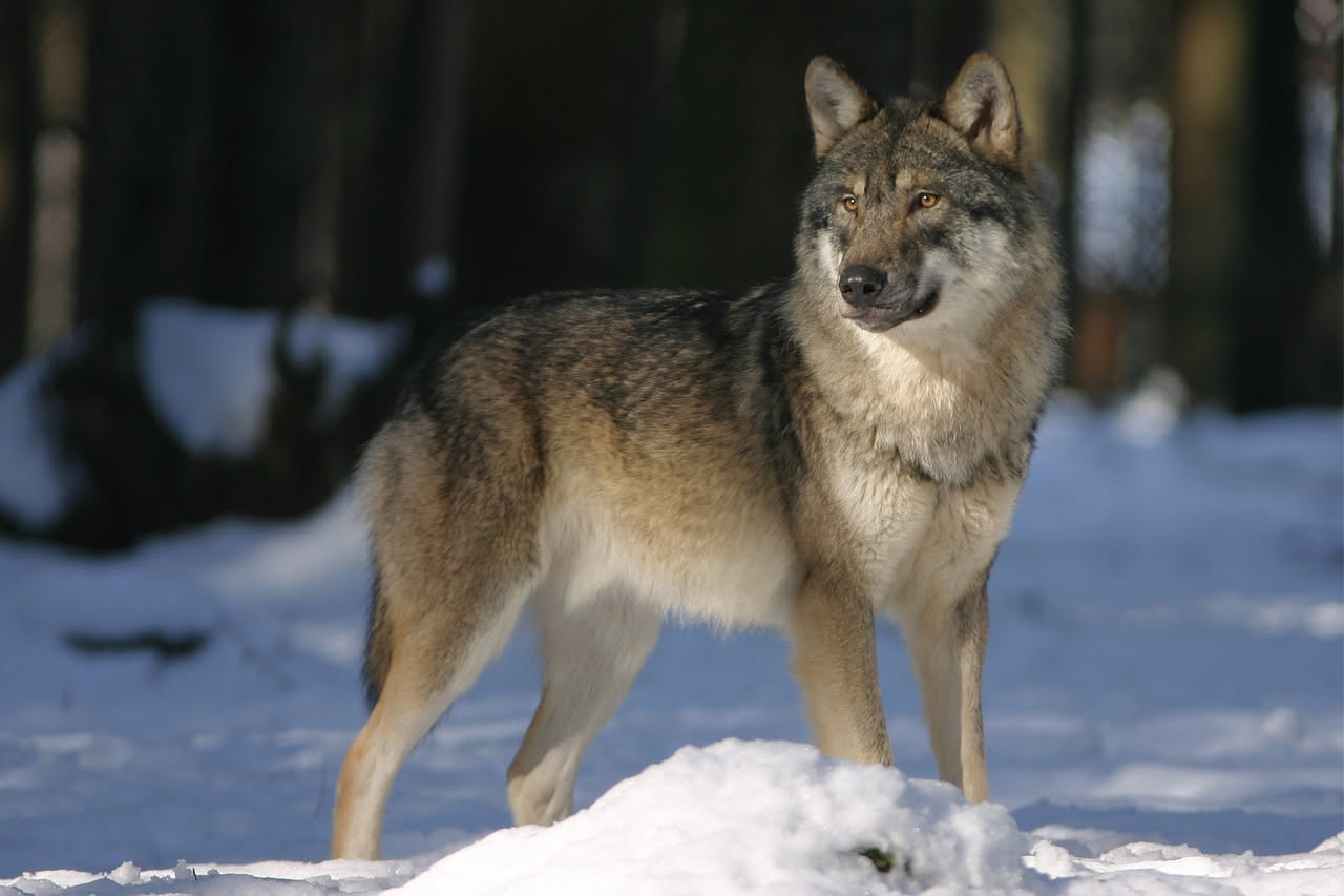 Qual è l'origine del Cane Lupo Cecoslovacco: la storia