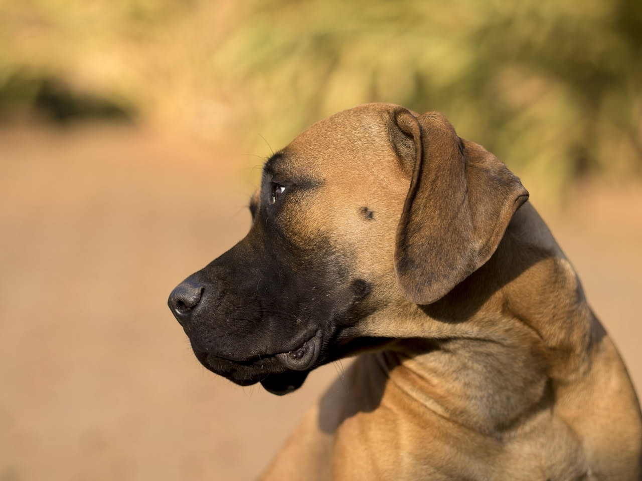 Qual è l'origine del Bullmastiff: la storia della razza