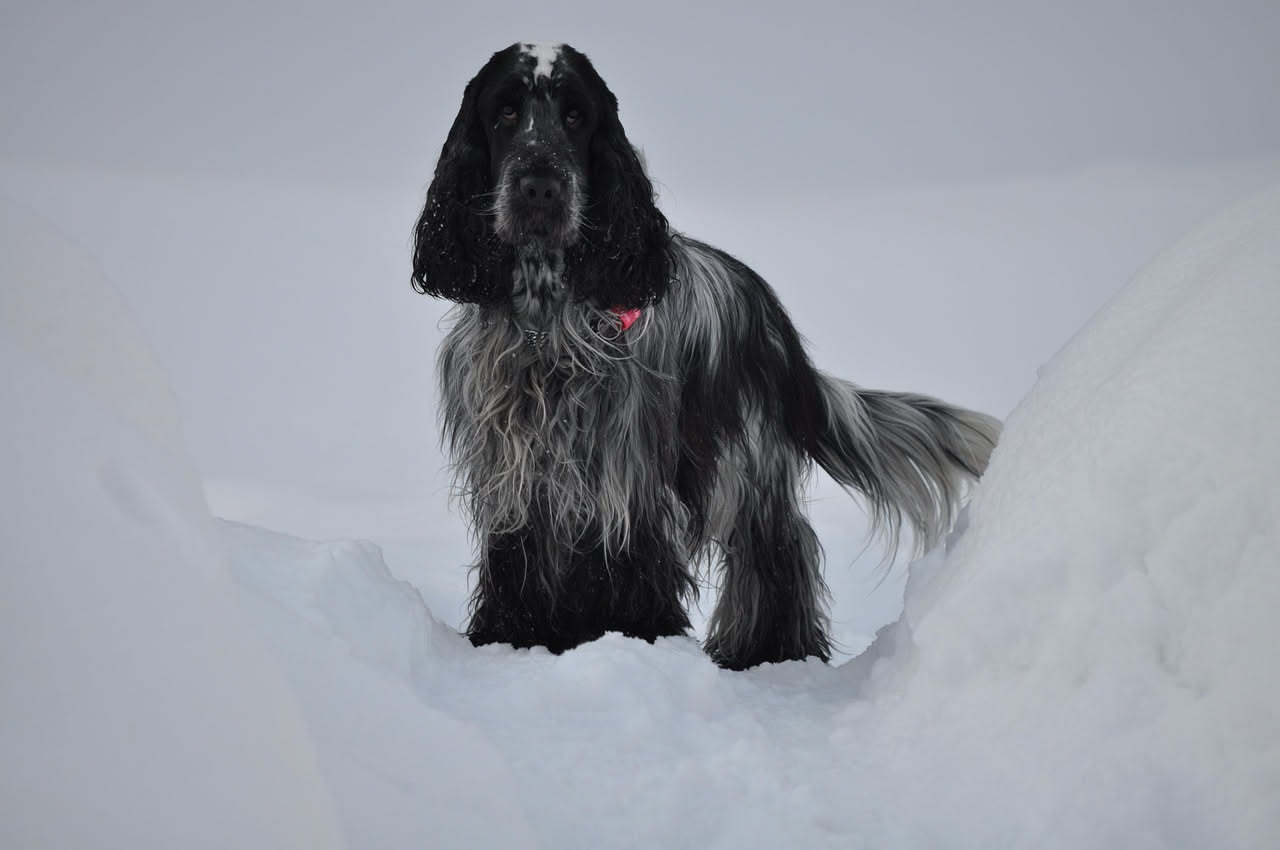 Qual è l'origine dello Spinone Italiano: la storia della razza