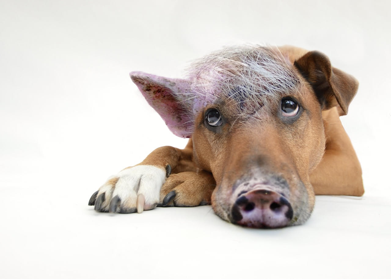 Qual è l'origine del Cane Nudo Messicano: la storia antica