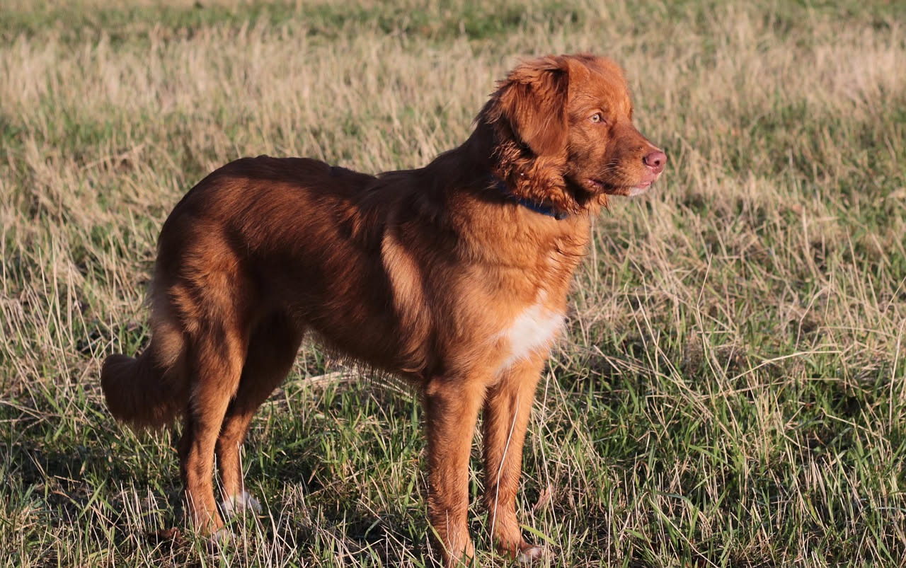 Qual è l'origine del Cane da Ferma Ungherese: la storia