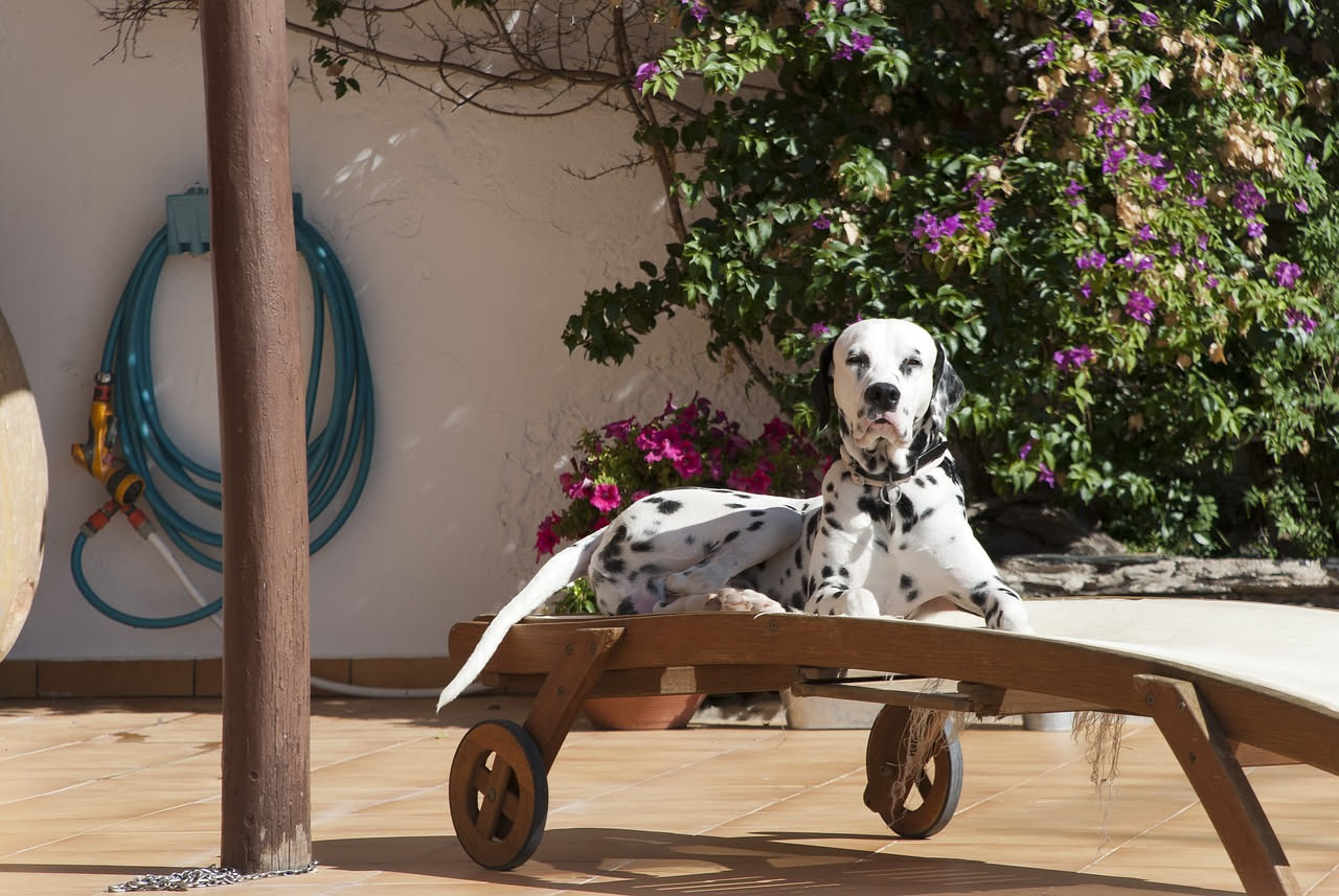 Qual è l'origine del Dalmata: la storia delle sue macchie