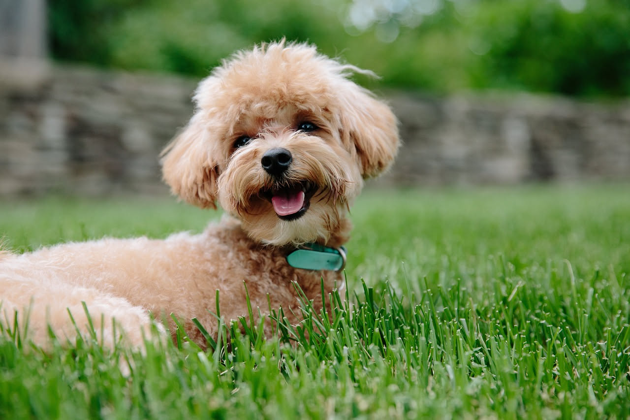 Qual è la storia del Barbone: le origini del cane d'acqua
