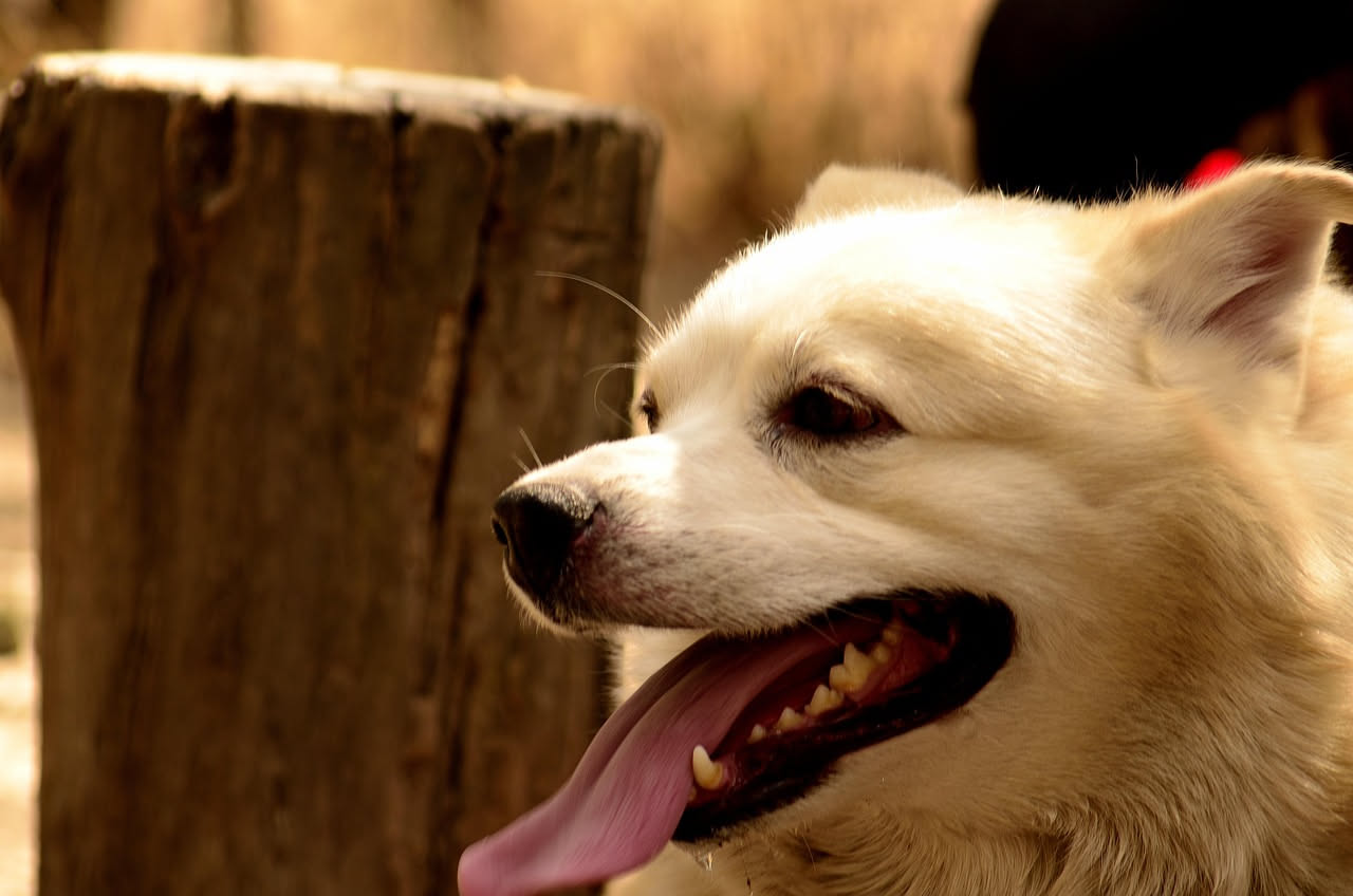 Qual è la storia dell'Akita Inu: le origini giapponesi
