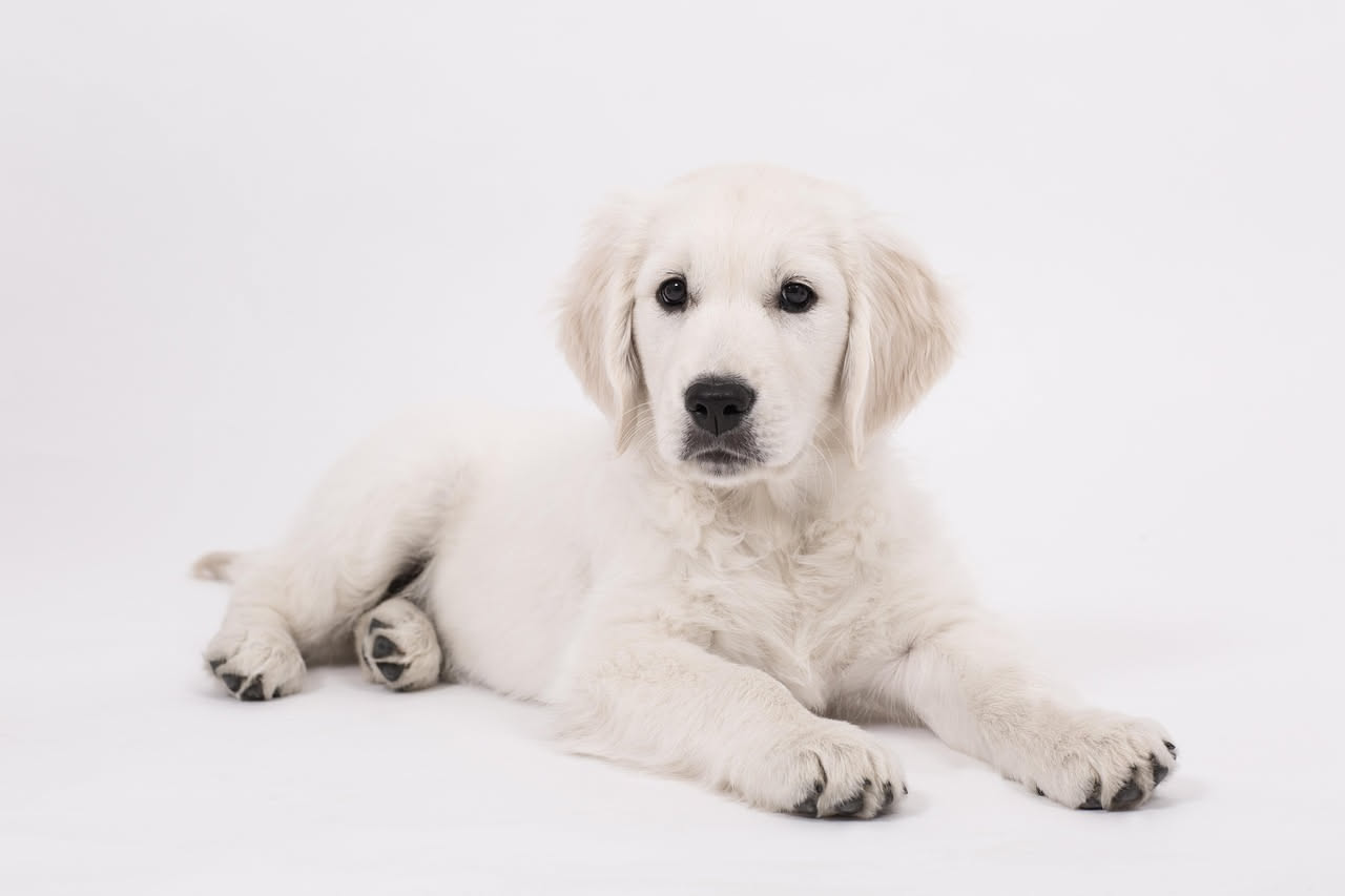Qual è la storia del Kuvasz ungherese: le origini della razza