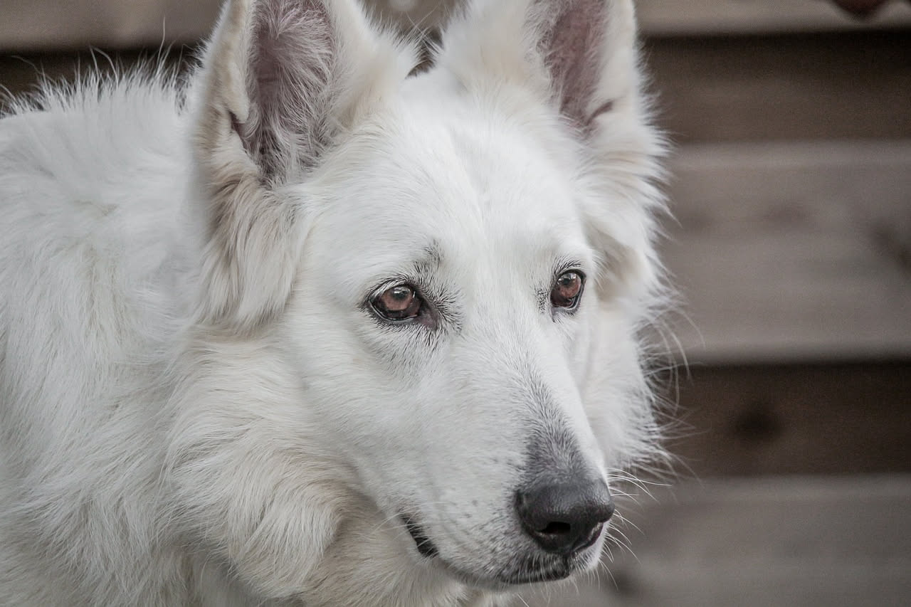 Qual è la storia del Cane da Pastore Maremmano: le origini