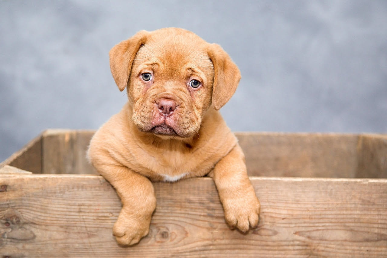Qual è la storia del Mastino Napoletano: le origini antiche