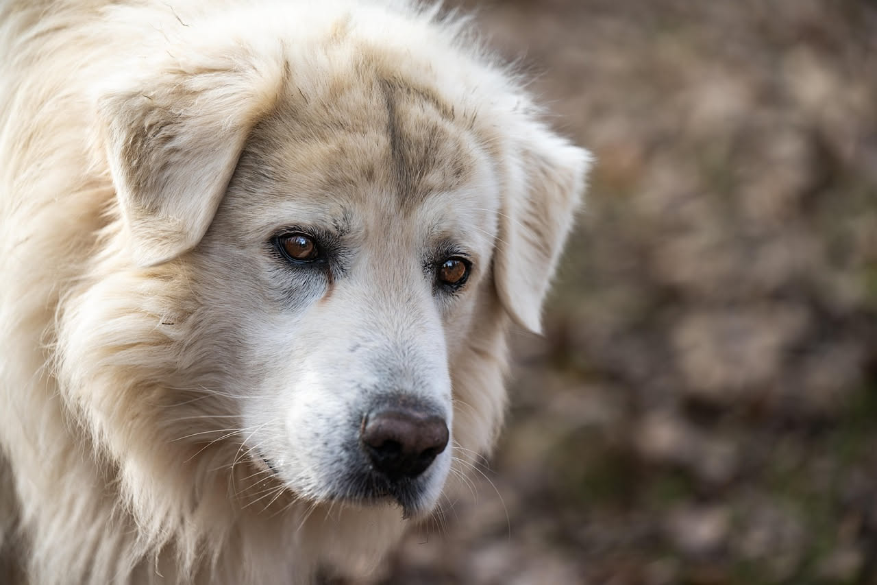 Qual è la storia del Cane da Montagna dei Pirenei: le origini