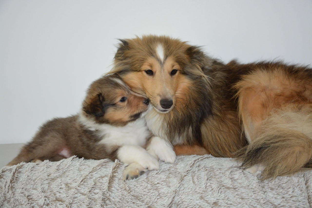Qual è la storia del Cane da Pastore delle Shetland: le origini