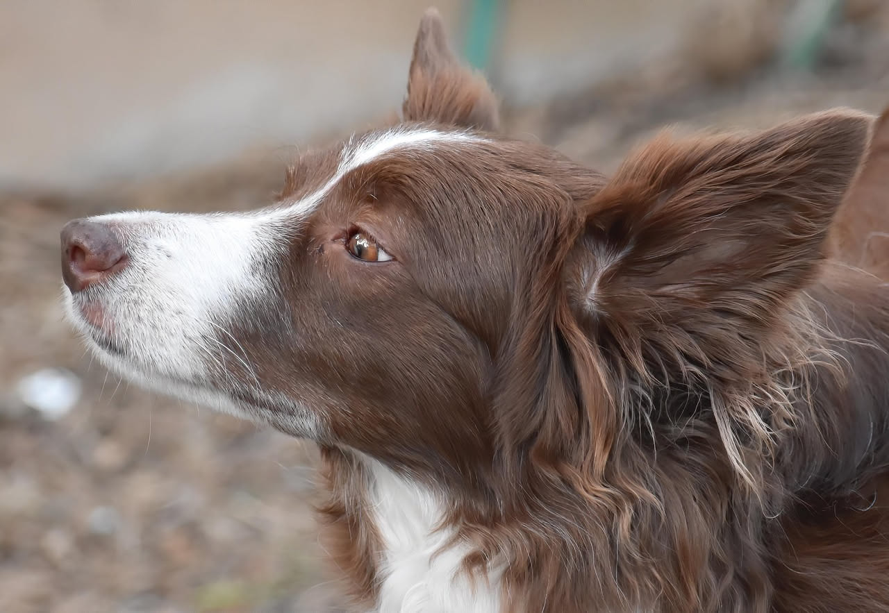 Qual è la storia del Kelpie australiano: le origini della razza