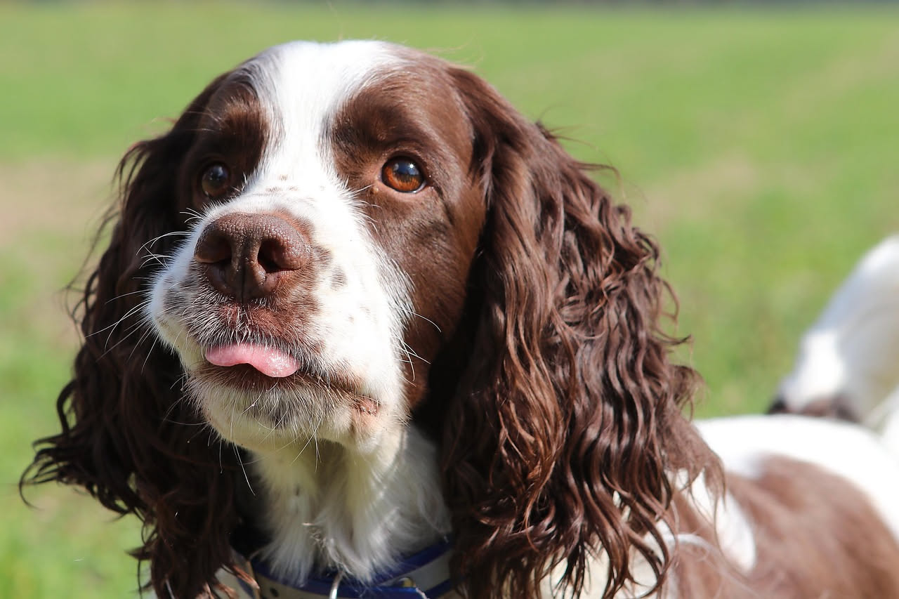 Cavalier King Charles Spaniel di colore rosso e bianco seduto su un prato verde, con le lunghe orecchie penzolanti e lo sguardo dolce tipico della razza