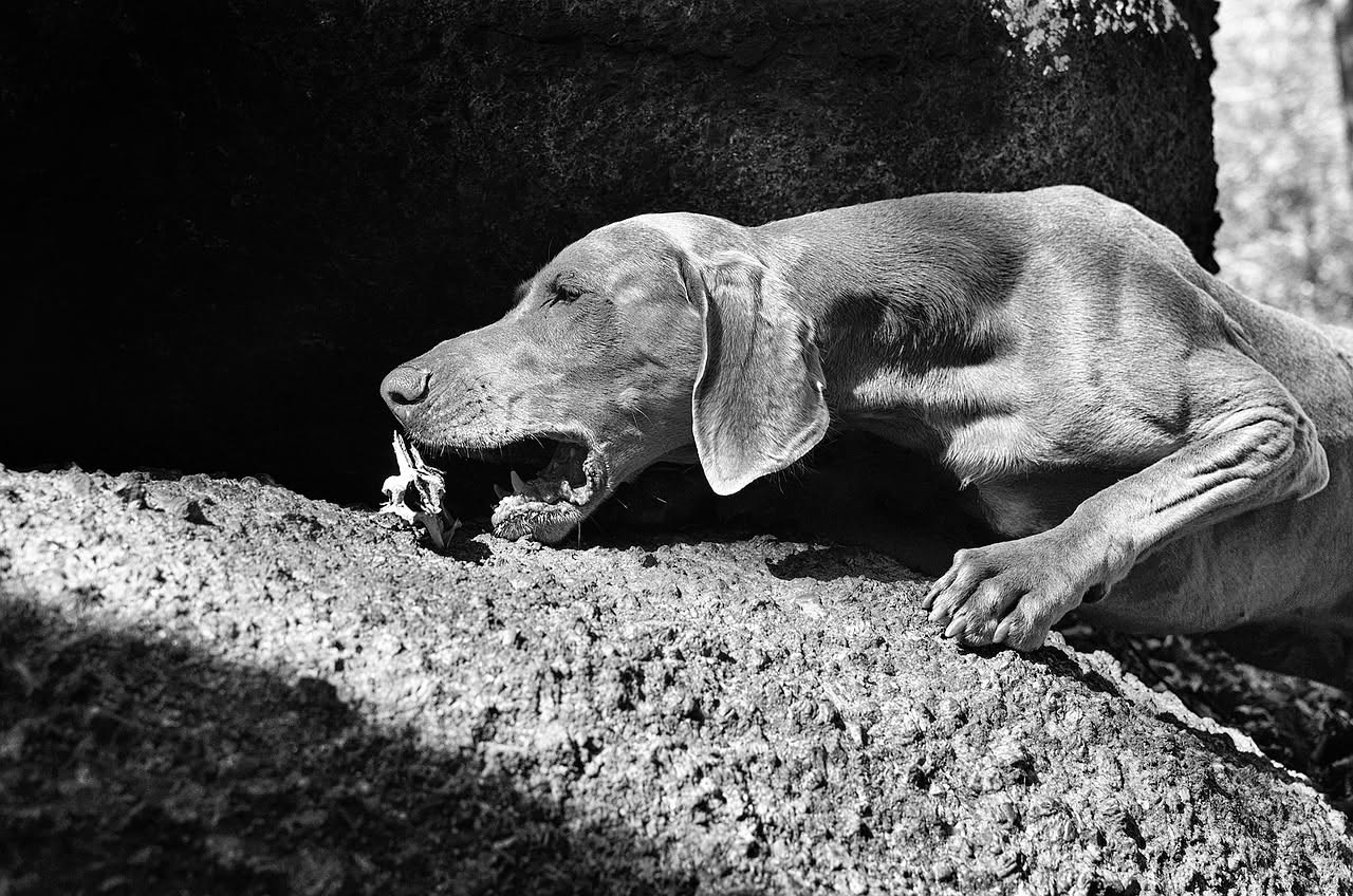 Qual è la storia del Weimaraner: le origini del cane grigio