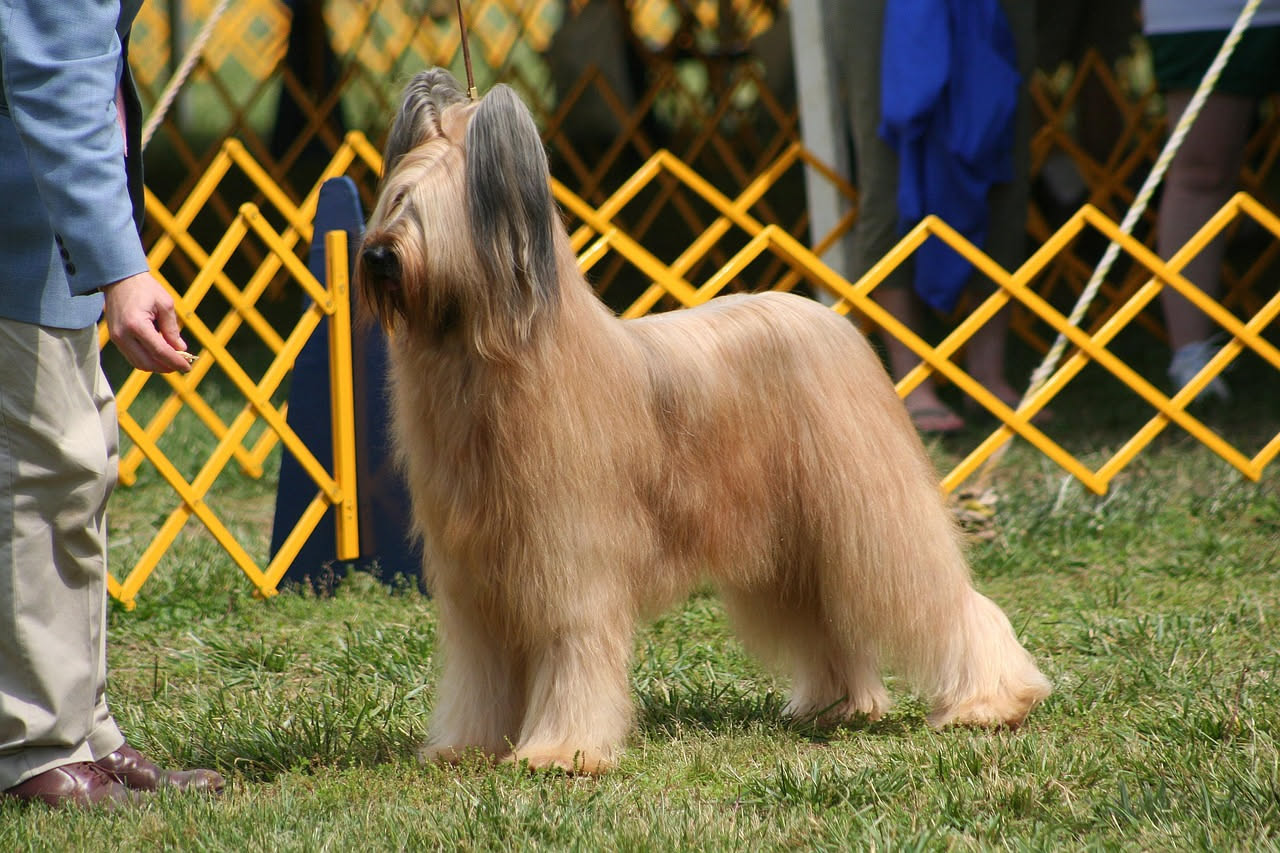 Un Bearded Collie adulto con mantello lungo grigio e bianco, barba e baffi pronunciati, in posa eretta in un prato verde con cielo blu nuvoloso sullo sfondo