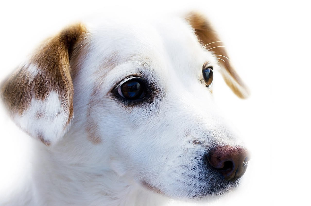 Qual è la storia del Podenco Ibicenco: le origini della razza