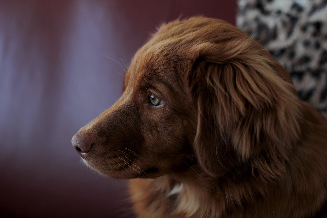 Abbaio del cane: quando serve un esperto
