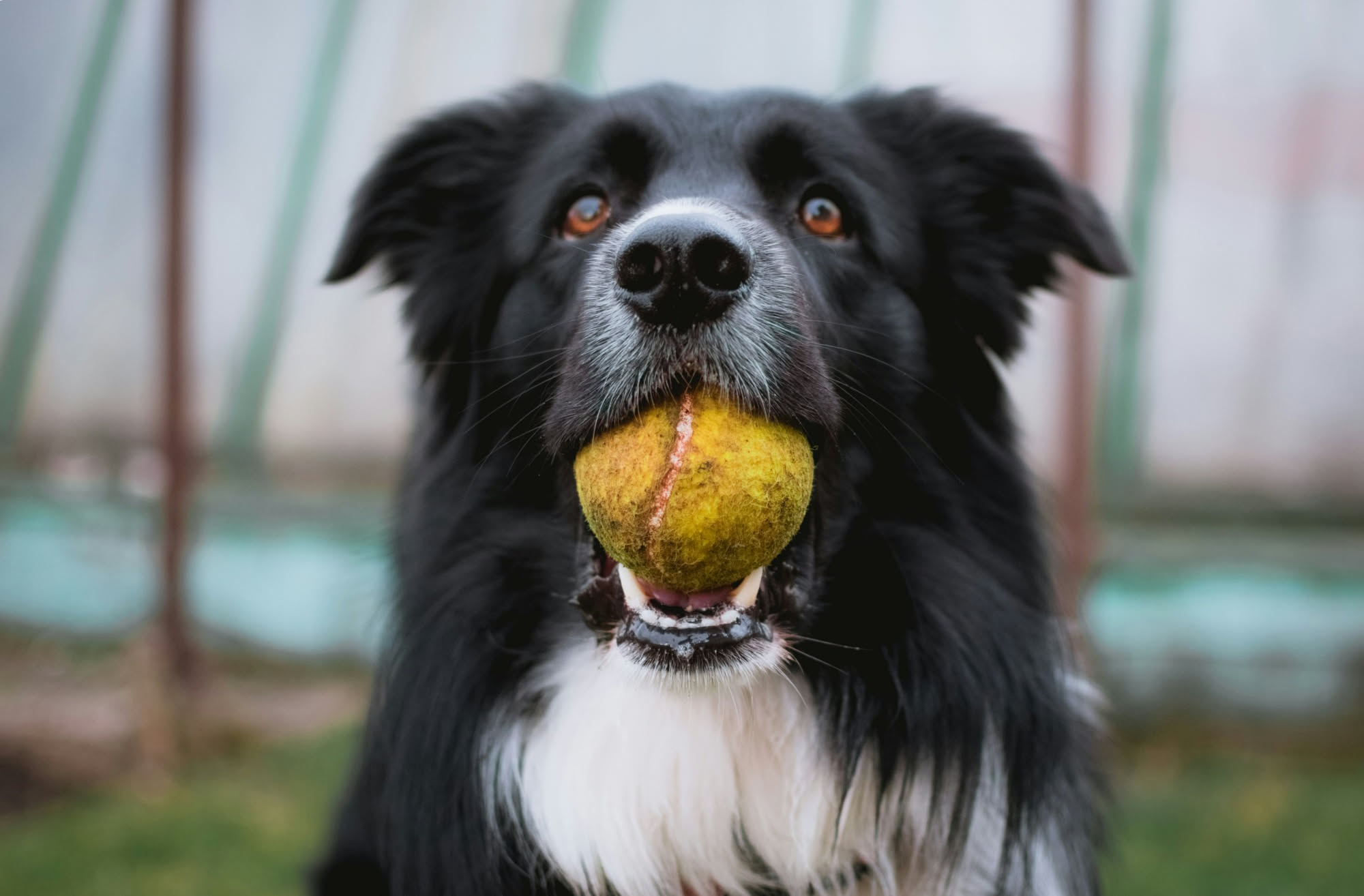 Fette di anguria e melone accanto a un cane che le annusa incuriosito sul tavolo della cucina in estate