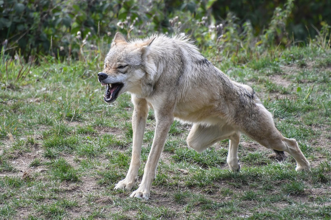 Cane aggressivo: quando rivolgersi a un esperto