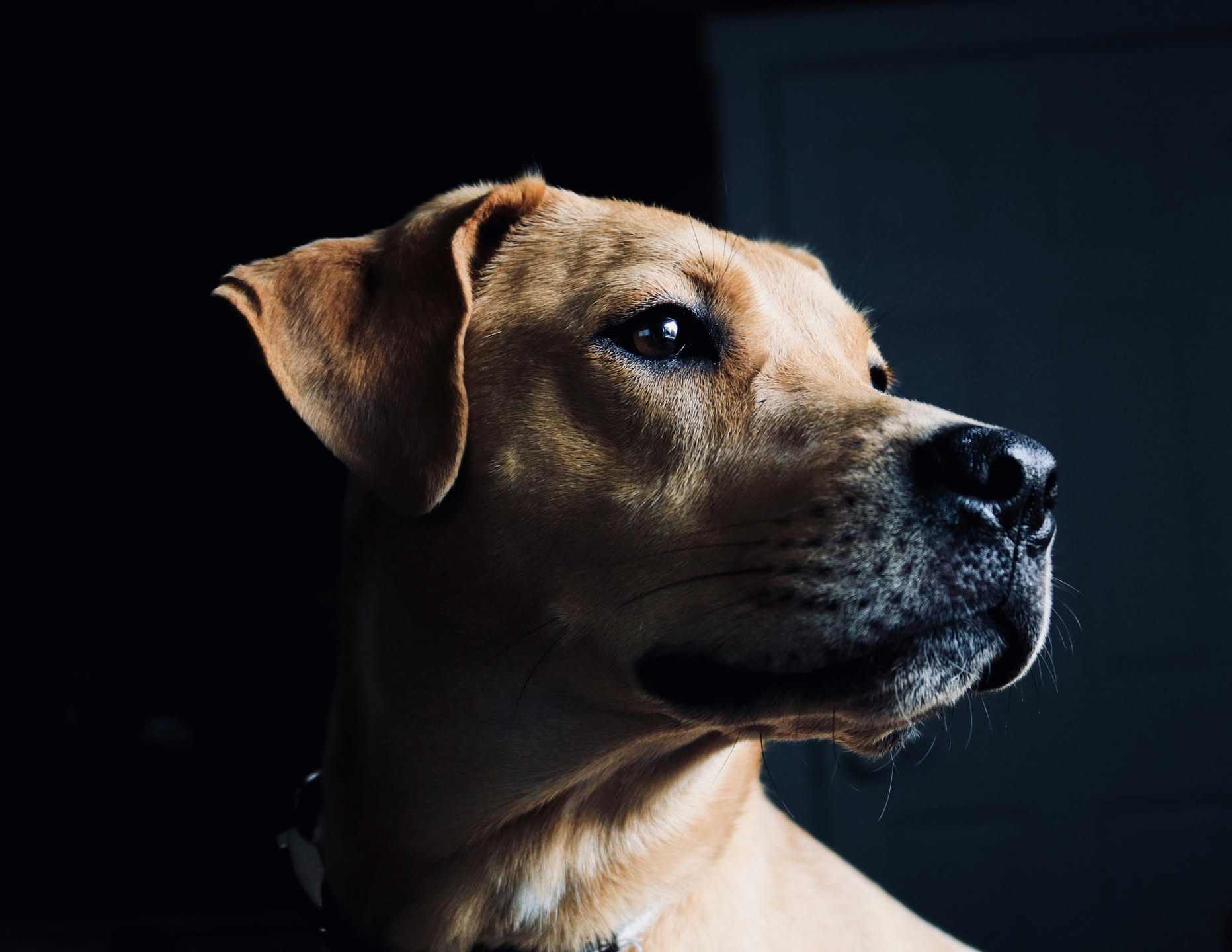 Cane di media taglia seduto tranquillo sul sedile posteriore di un'automobile, con cintura di sicurezza, guarda fuori dal finestrino con espressione calma