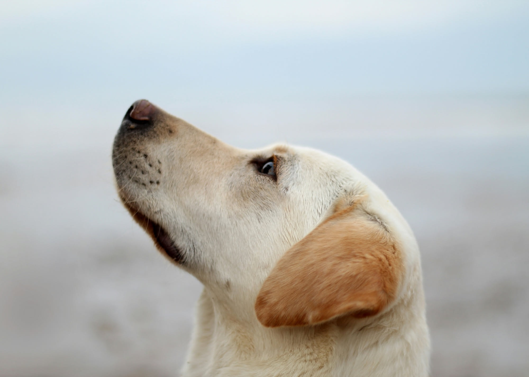 Cane golden retriever sulla spiaggia sabbiosa bagnato, con sabbia sul muso e zampe, davanti al mare blu in una giornata di sole
