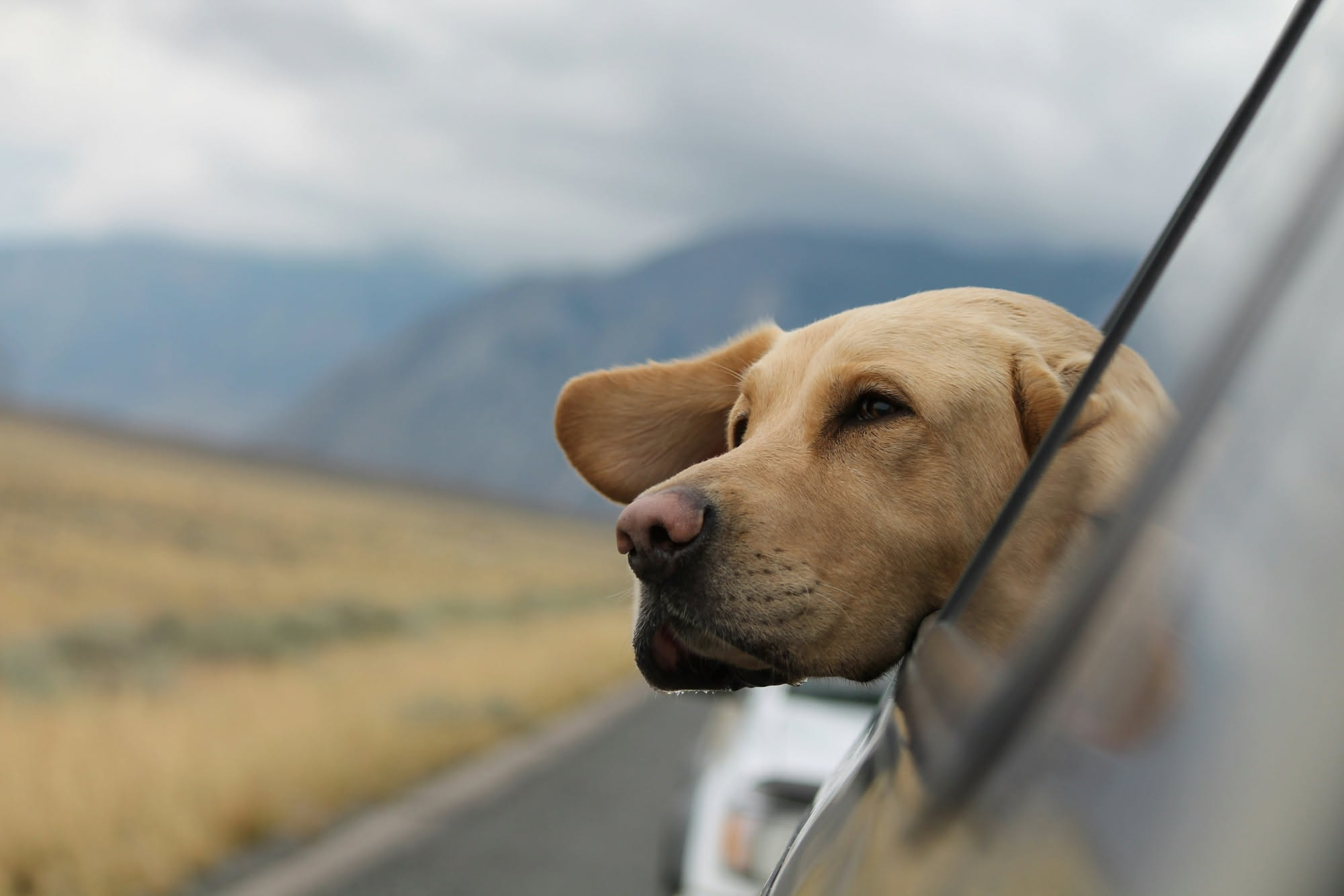 Cane anziano di colore grigio e bianco che cammina lentamente su un prato verde, con il muso basso e uno sguardo sereno