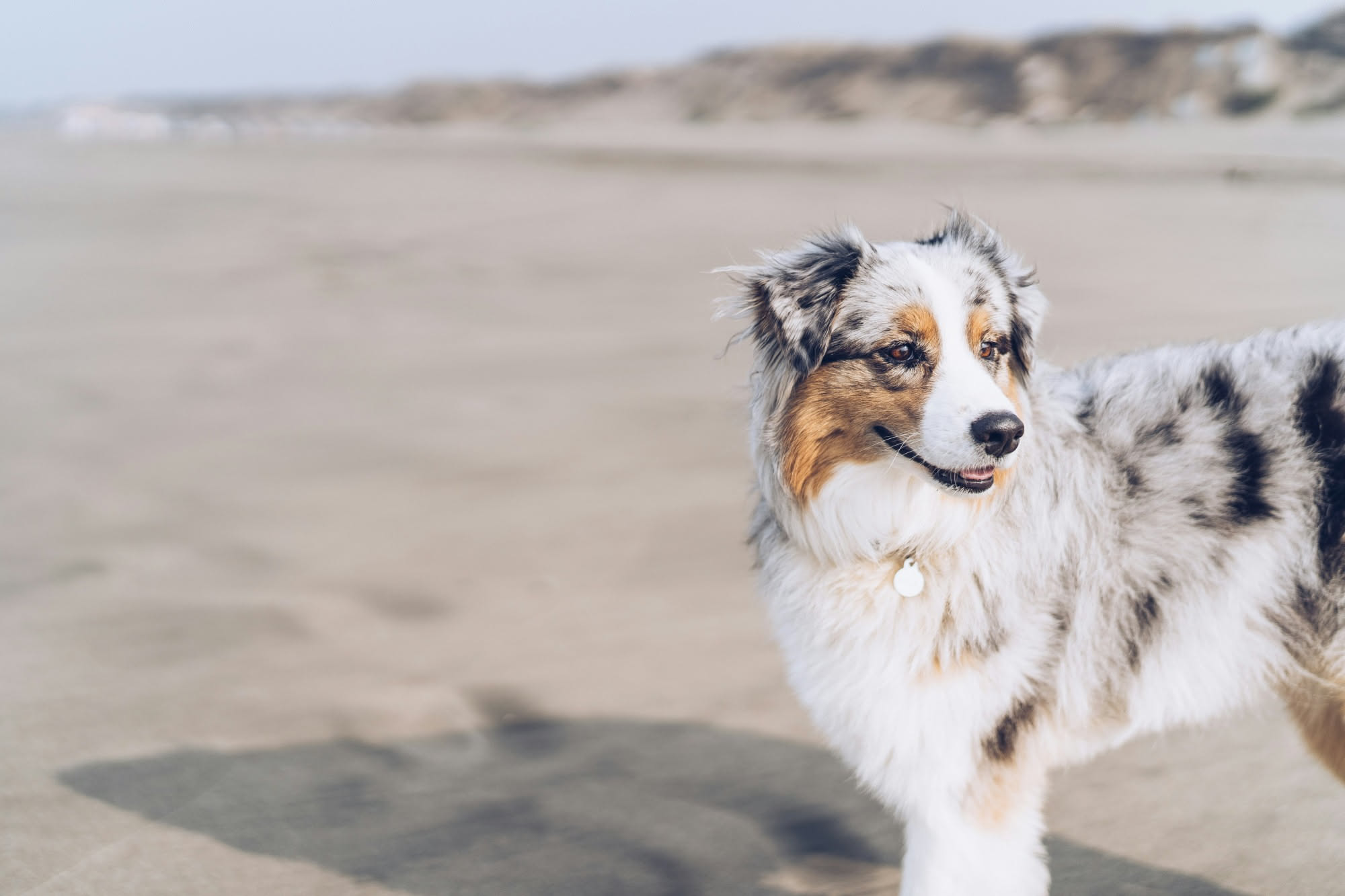 Cane di taglia media che gioca sulla sabbia della spiaggia, con zampe sporche di sabbia bagnata e onde sullo sfondo