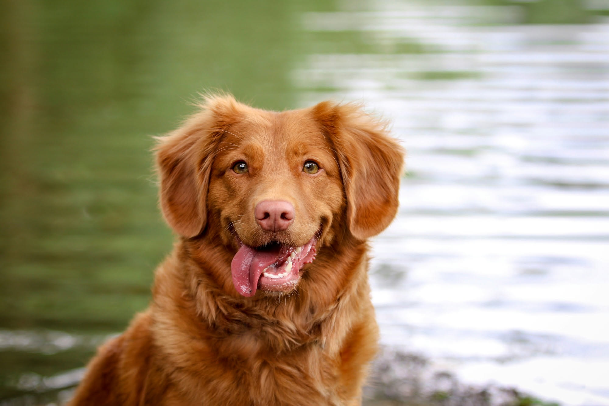Cane che beve da una ciotola d'acqua fresca all'aperto in una giornata calda, tema dell'idratazione estiva