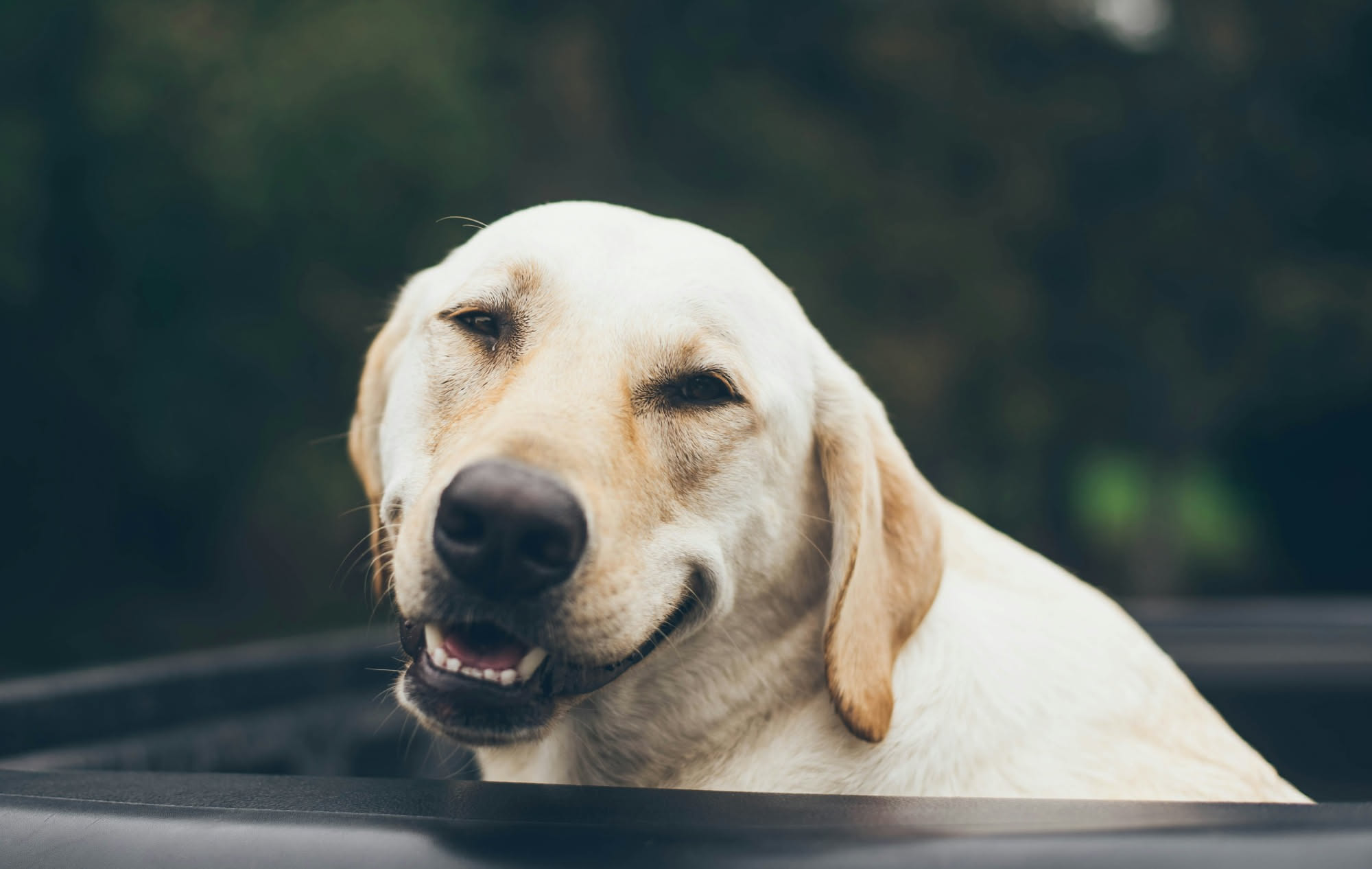 Un cane marrone di media taglia seduto in sicurezza nel bagagliaio di un'auto con una rete di protezione, guardando serio verso il finestrino