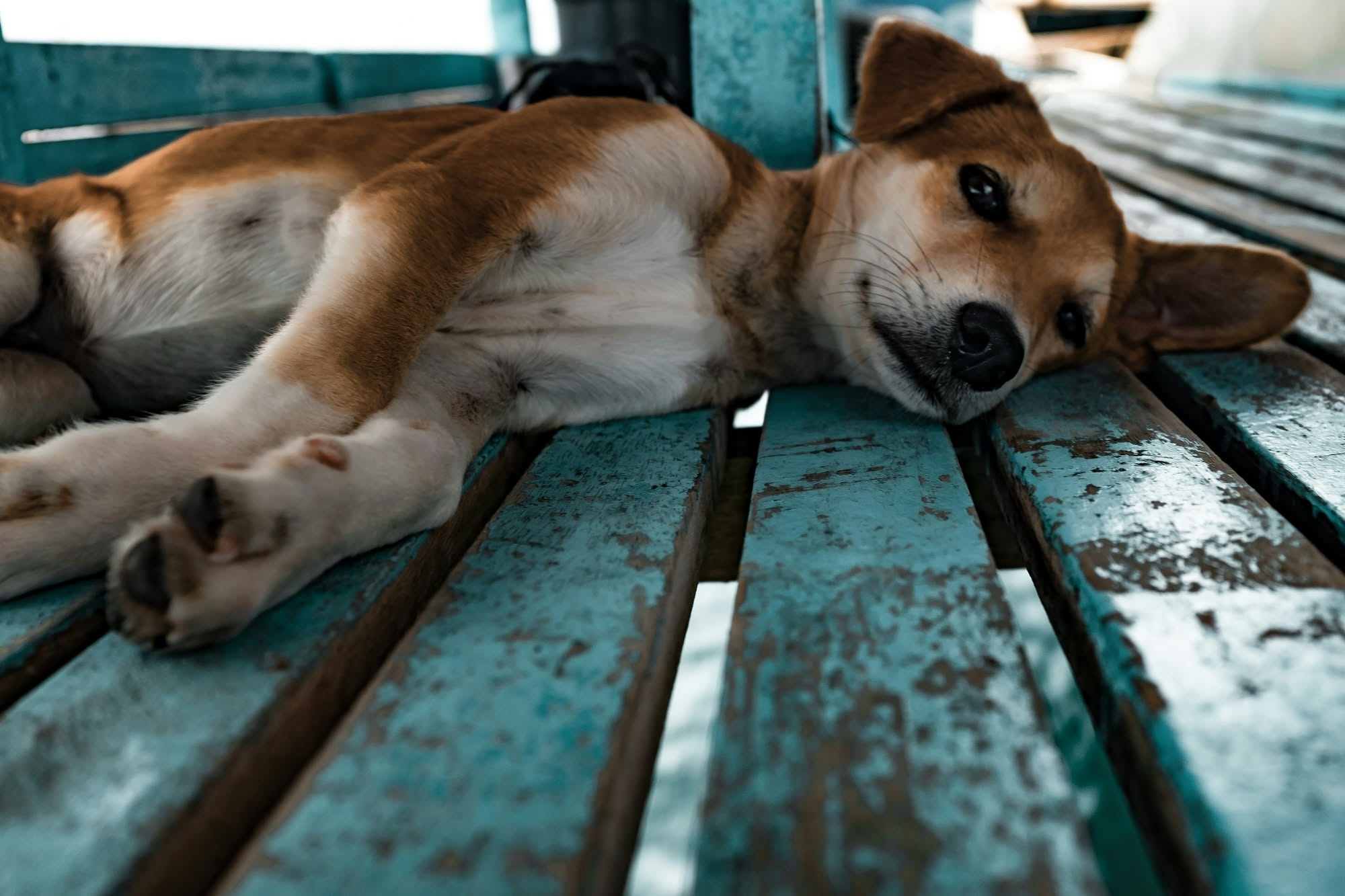 Cane di media taglia che cammina con difficoltà, sollevando leggermente una zampa anteriore sinistra, su un prato verde