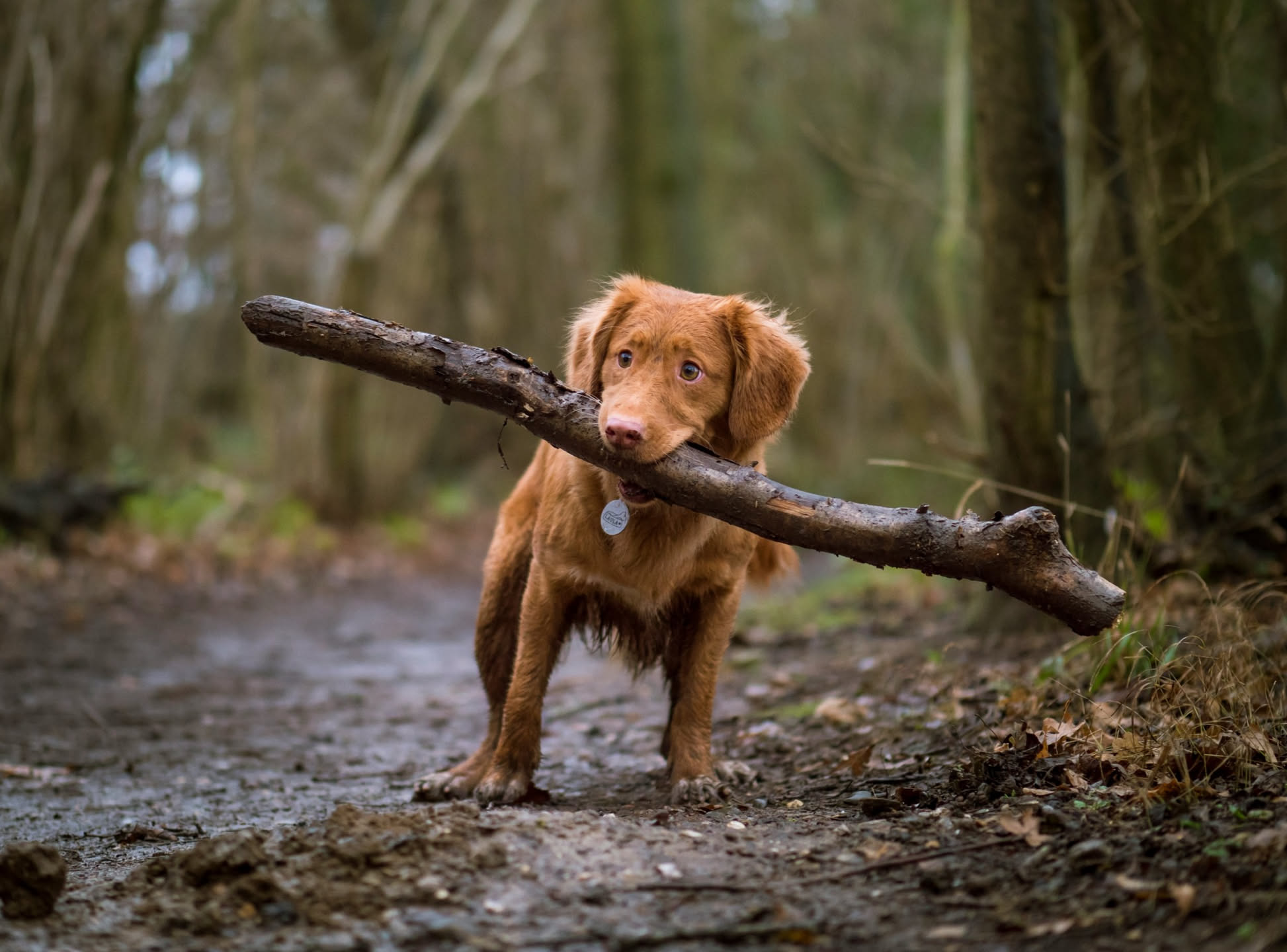 Cane di taglia media color marrone che cammina leggermente zoppicando su un sentiero di campagna con erba e alberi sullo sfondo