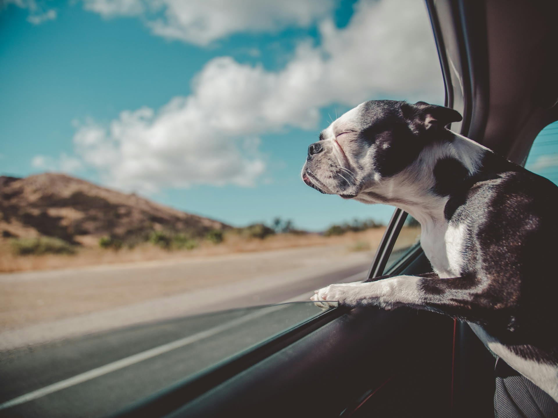 Un cane di media taglia riposa su un divano in una stanza fresca con aria condizionata accesa, con temperatura impostata a 22 gradi su display visibile