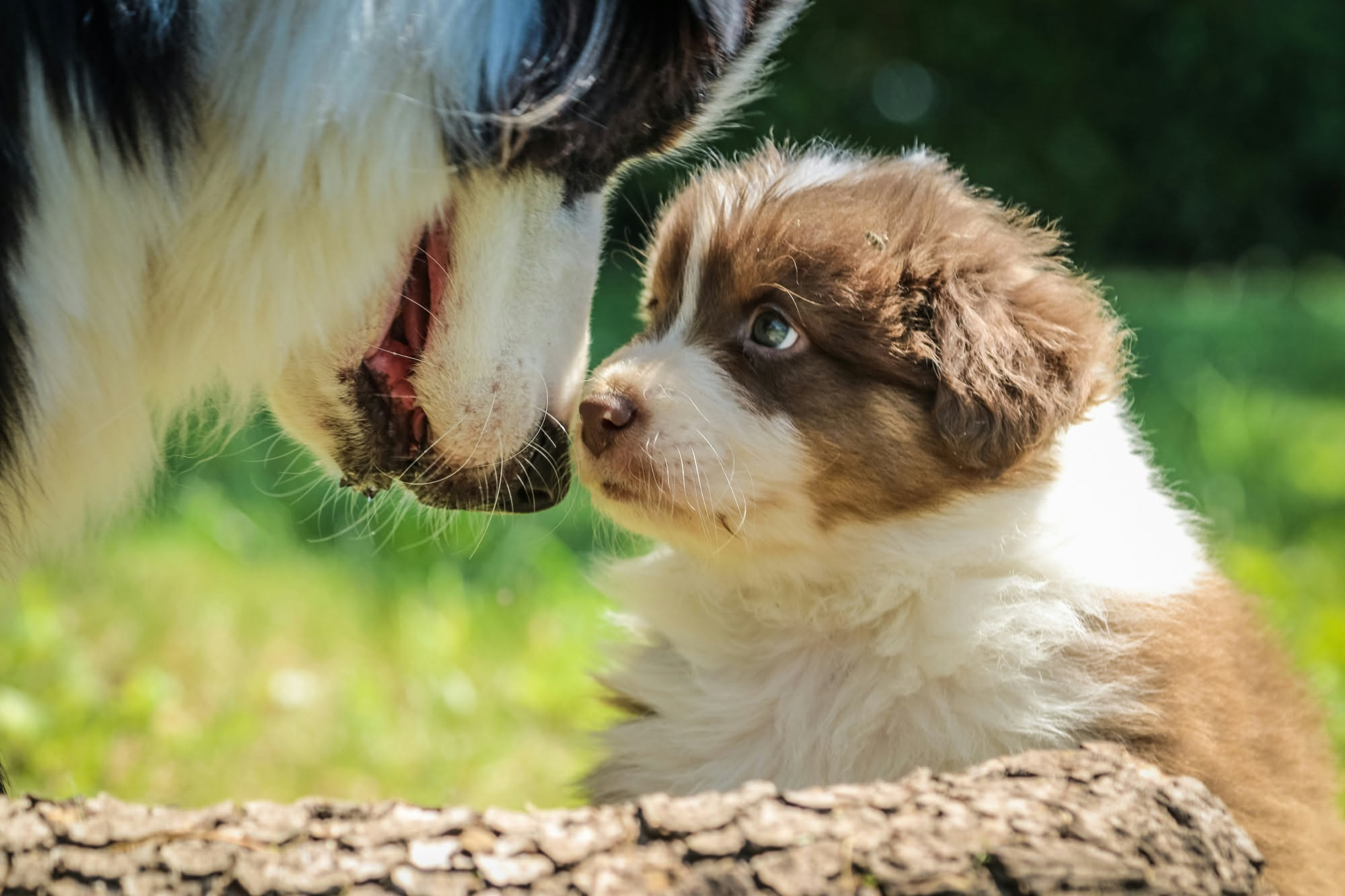 Bambino seduto accanto a un cane di razza media che riposa su un tappeto in salotto luminoso, con genitori in sottofondo che osservano sereni