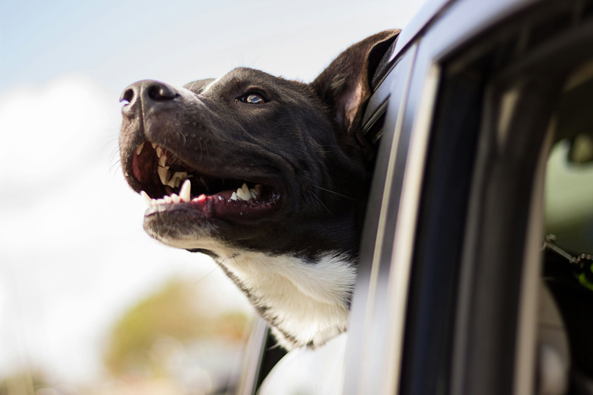 Cane di media taglia seduto al sicuro in auto con cinture di sicurezza, lo sguardo sereno, paesaggio stradale visibile dalle finestre