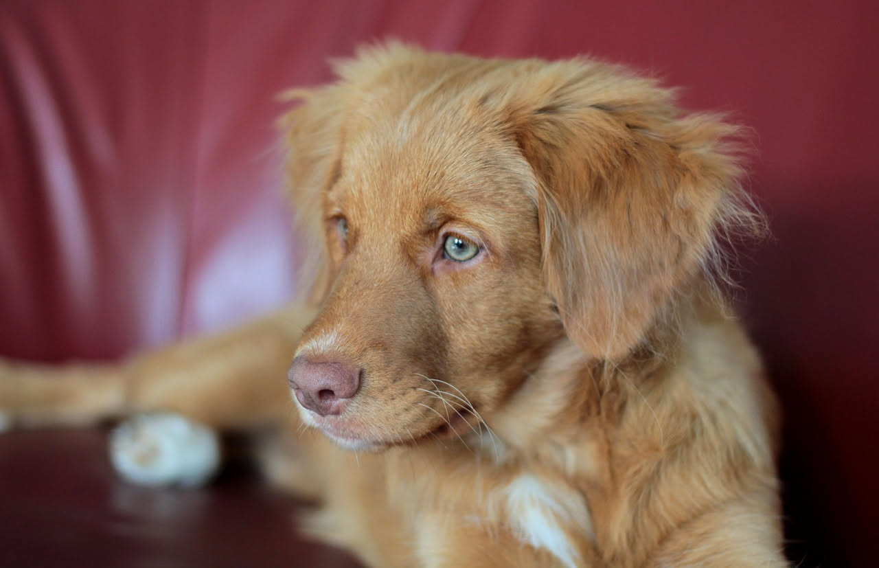 Chi si occupa del cane in famiglia: come decidere