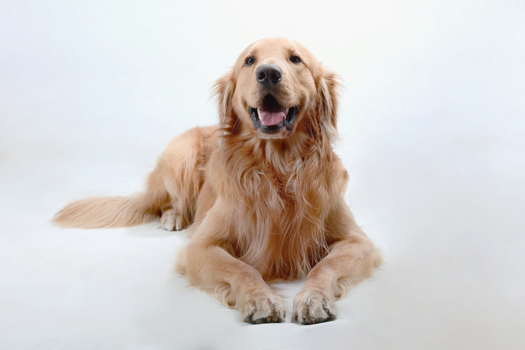 Mano di una persona che tocca dolcemente la zampa anteriore di un cane marrone che rimane sereno su un pavimento chiaro