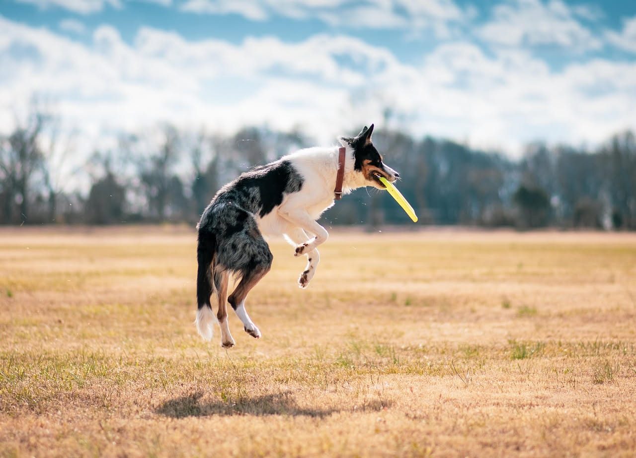 Come alimentare un cane molto attivo: la guida