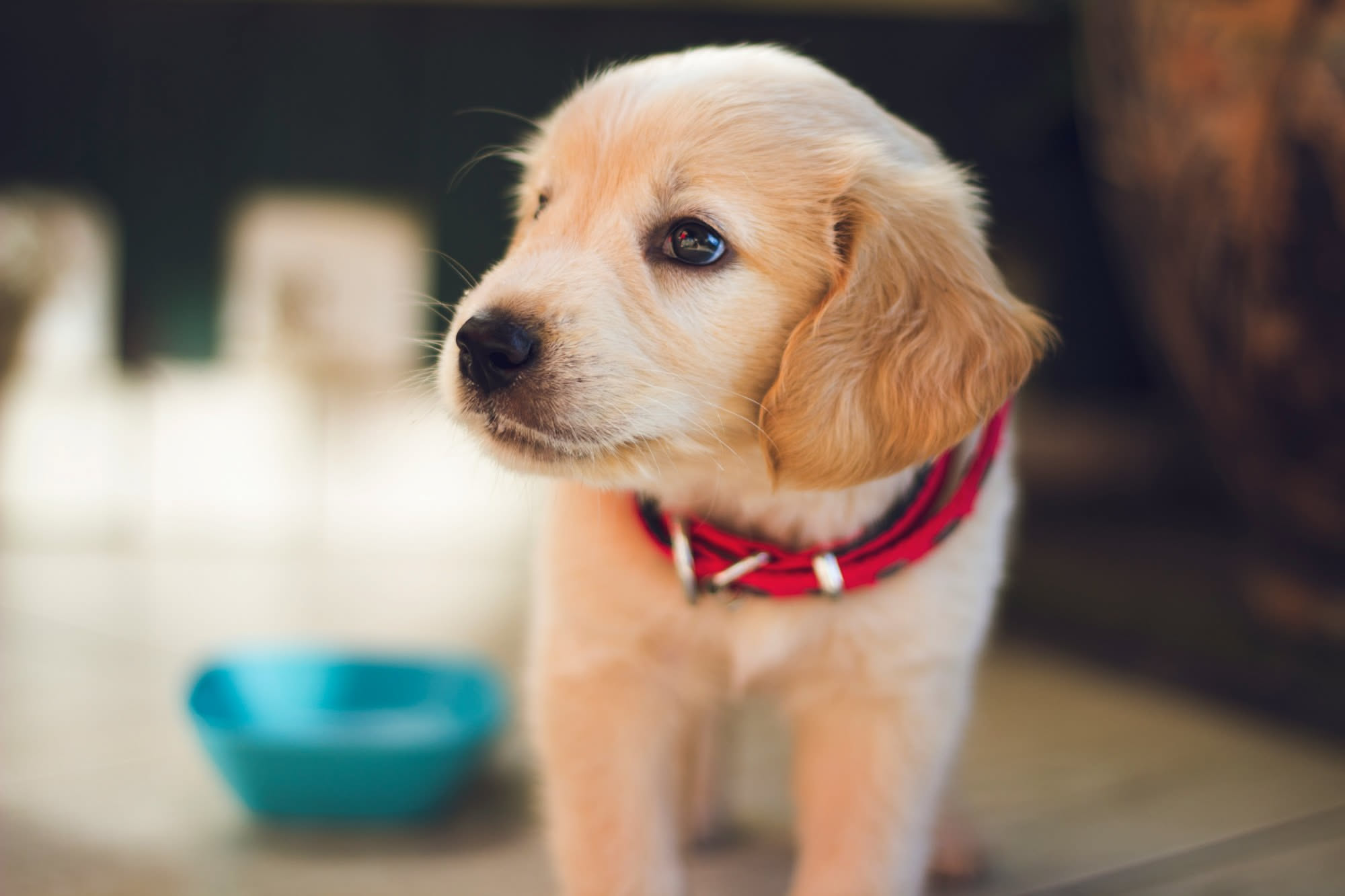 Ciotola con cibo specifico per cani con patologie, accanto a un cucchiaio dosatore e una scheda informativa su una tavola di legno chiaro