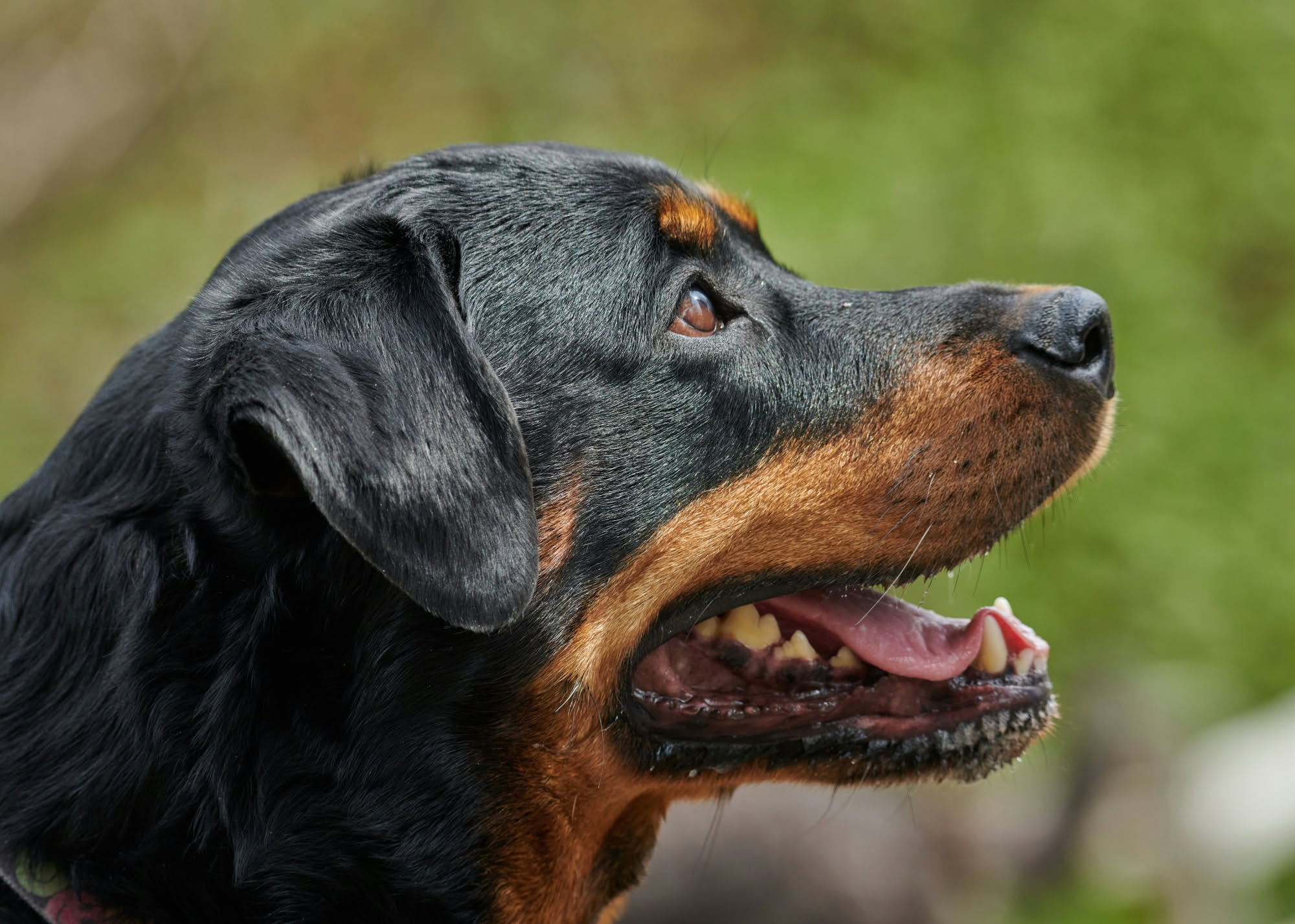Mano che solleva delicatamente il labbro di un cane per controllare il colore delle gengive come segnale di salute