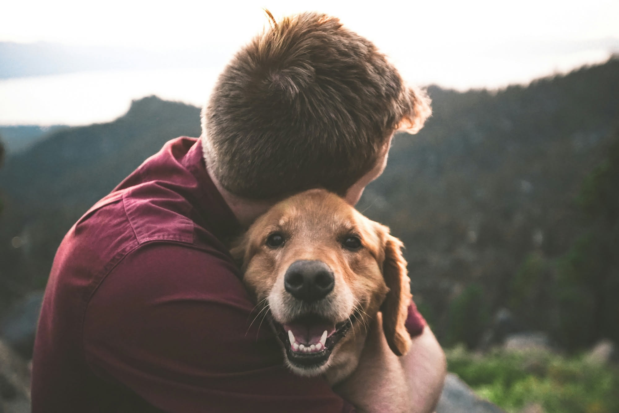 Cane di medie dimensioni con mantello marrone che guarda fisso il proprietario seduto accanto, con sguardo attento e orecchie rivolte verso di lui, in un ambiente domestico luminoso