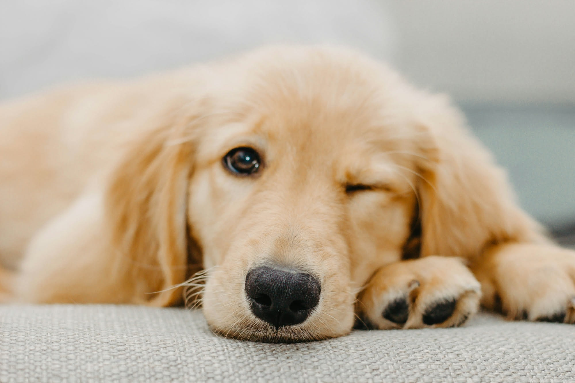 Cane marrone scuro seduto sul divano con sguardo spento, orecchie basse, naso secco e arrossato, ambiente domestico con luce naturale