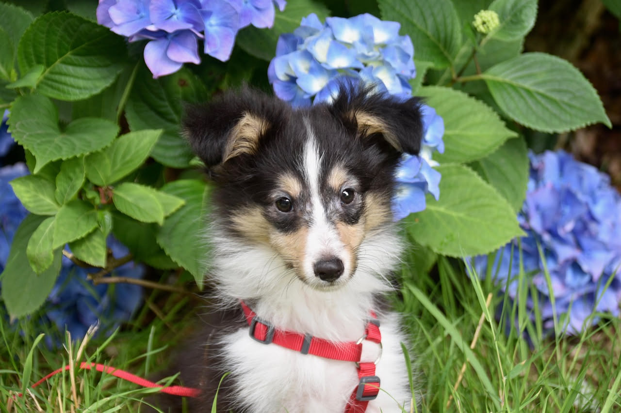 Come educare il cane con la fiducia: la guida