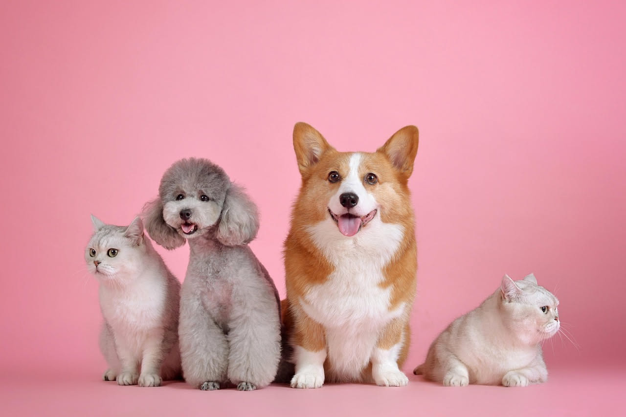 Come far convivere cane e gatto: la guida