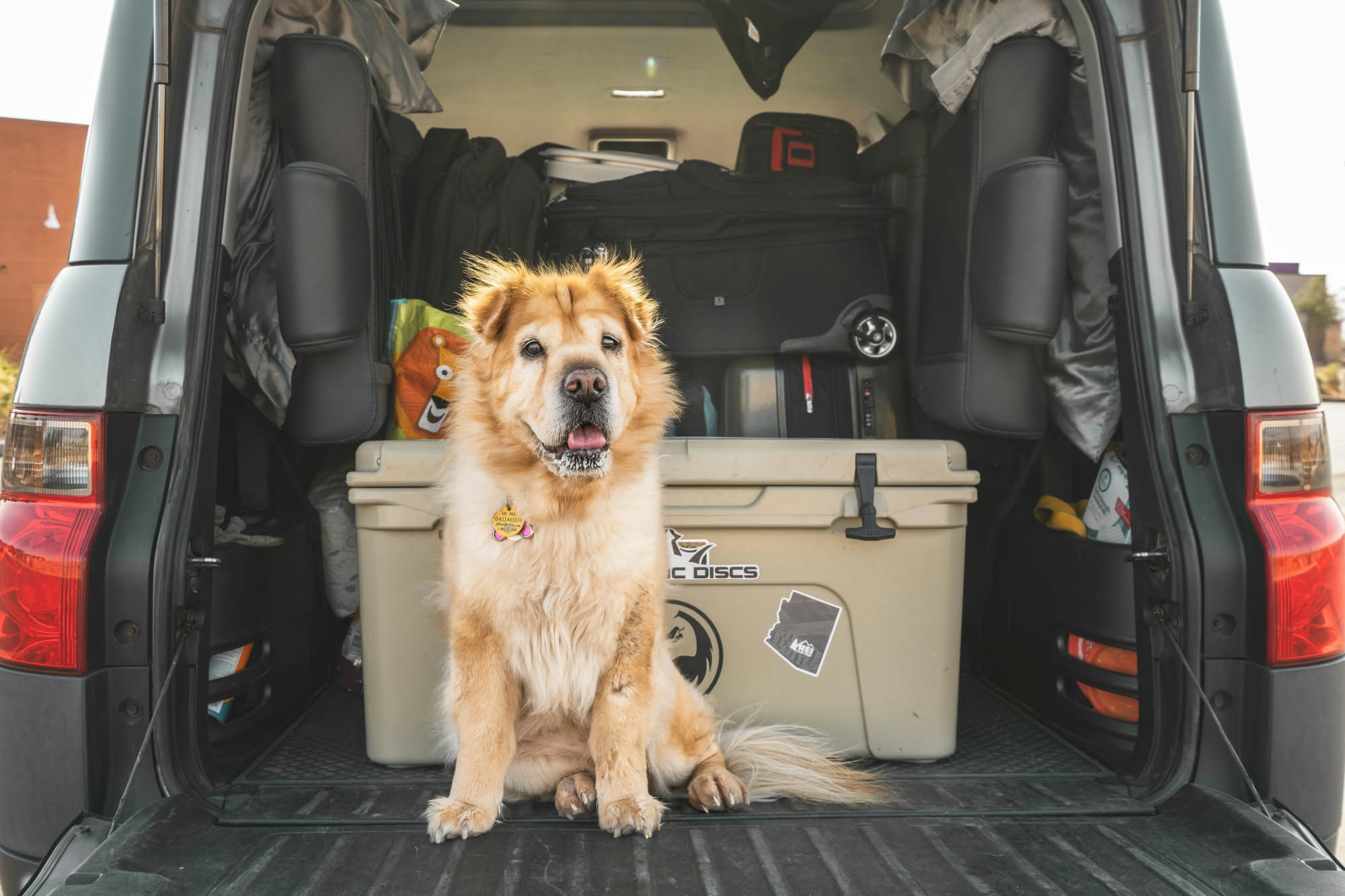 Cane marrone di taglia media seduto su un sedile posteriore dell'auto, contenuto con una rete di separazione, mentre l'auto è parcheggiata