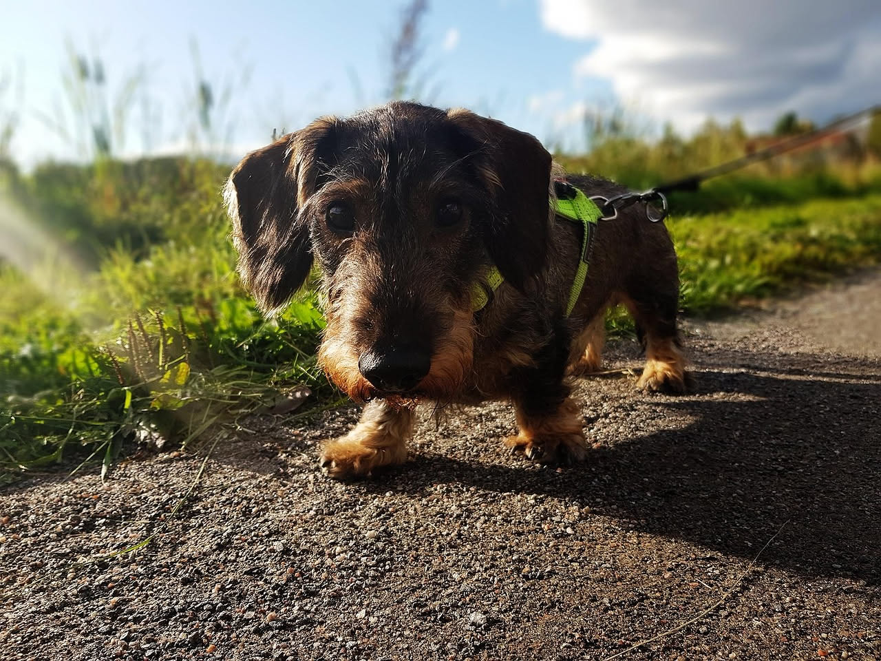 Come fare passeggiate rilassate col cane: i consigli