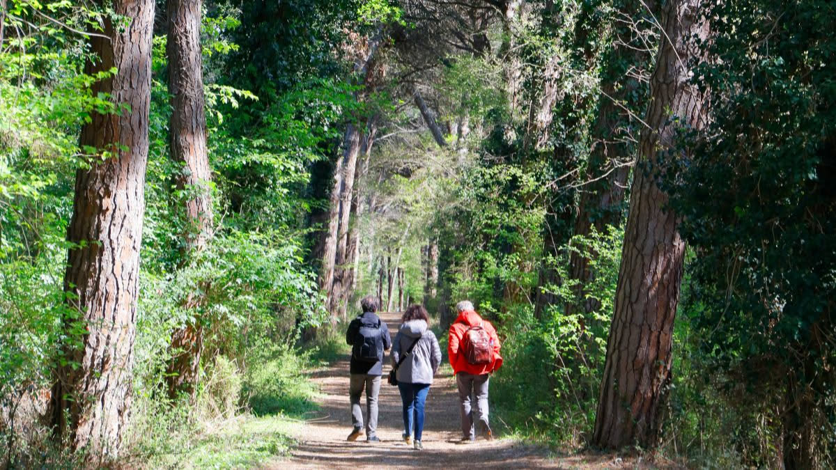 Due cani al guinzaglio si incontrano durante una passeggiata in parco, con i proprietari attenti sullo sfondo e cani in posizione calma