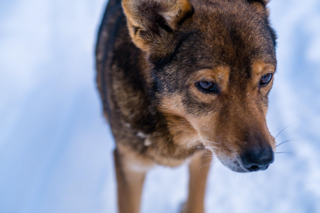 Come insegnare al cane a non tirare: la guida