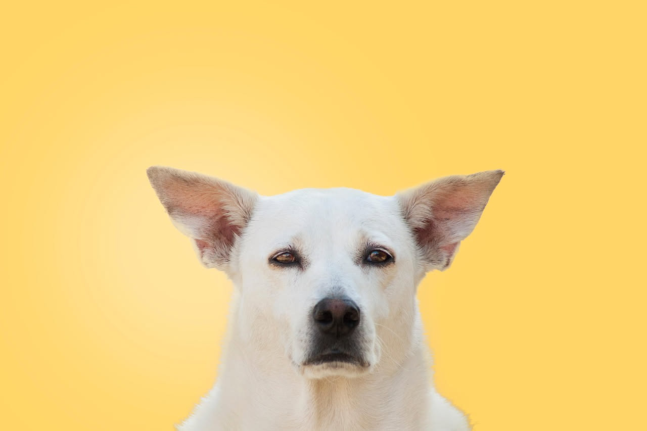Come insegnare il vieni al cane: la guida