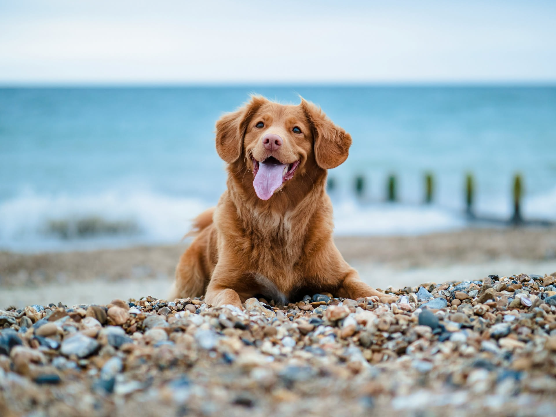 Sacchetto di crocchette per cani con etichetta in primo piano, ingredienti e valori nutrizionali leggibili, sfondo bianco neutro