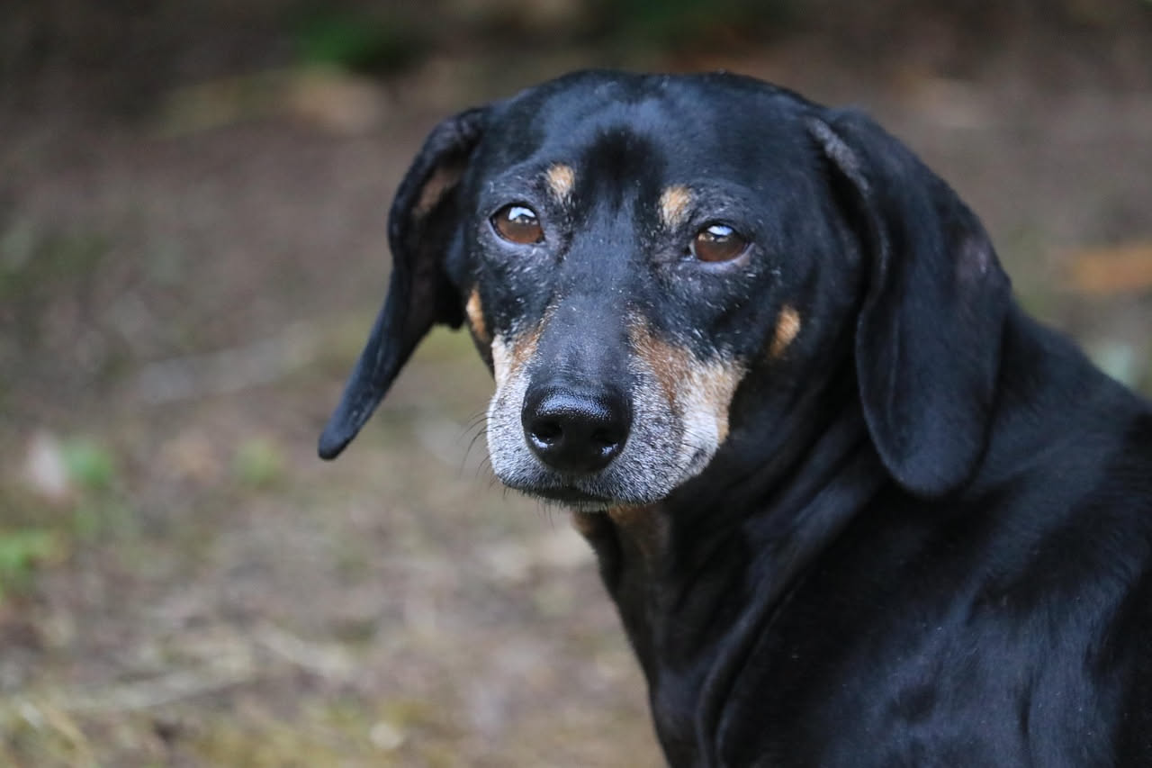 Come nutrire il cane anziano: la guida